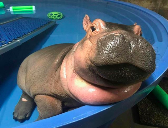 Listen it's been a rough week but we're not here to talk about it. Instead, let's discuss a sassy, unbothered, unproblematic queen: Fiona the Hippo.