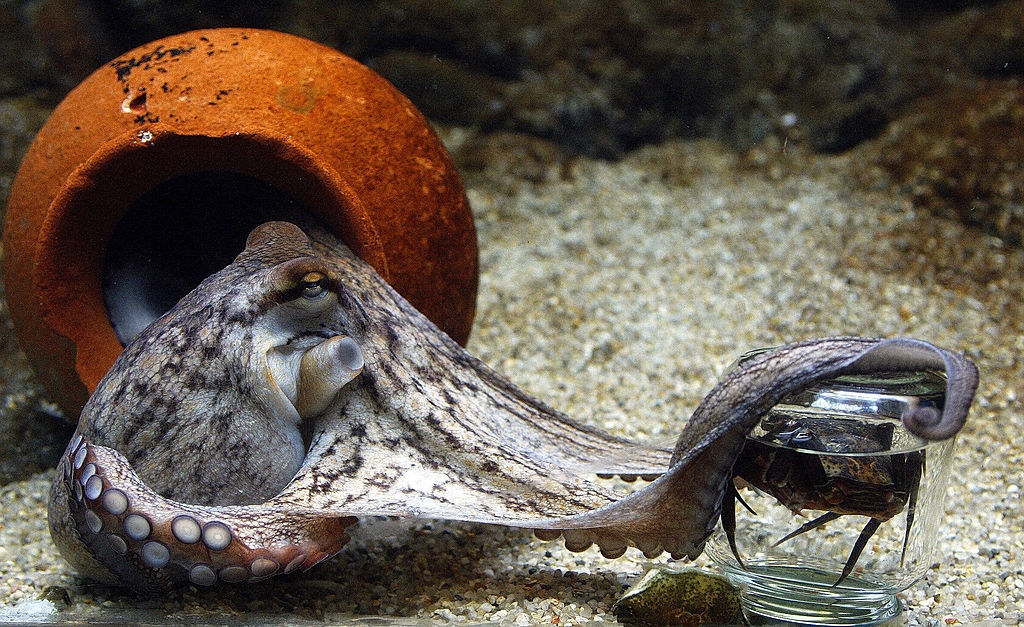 octopus that flips inside out