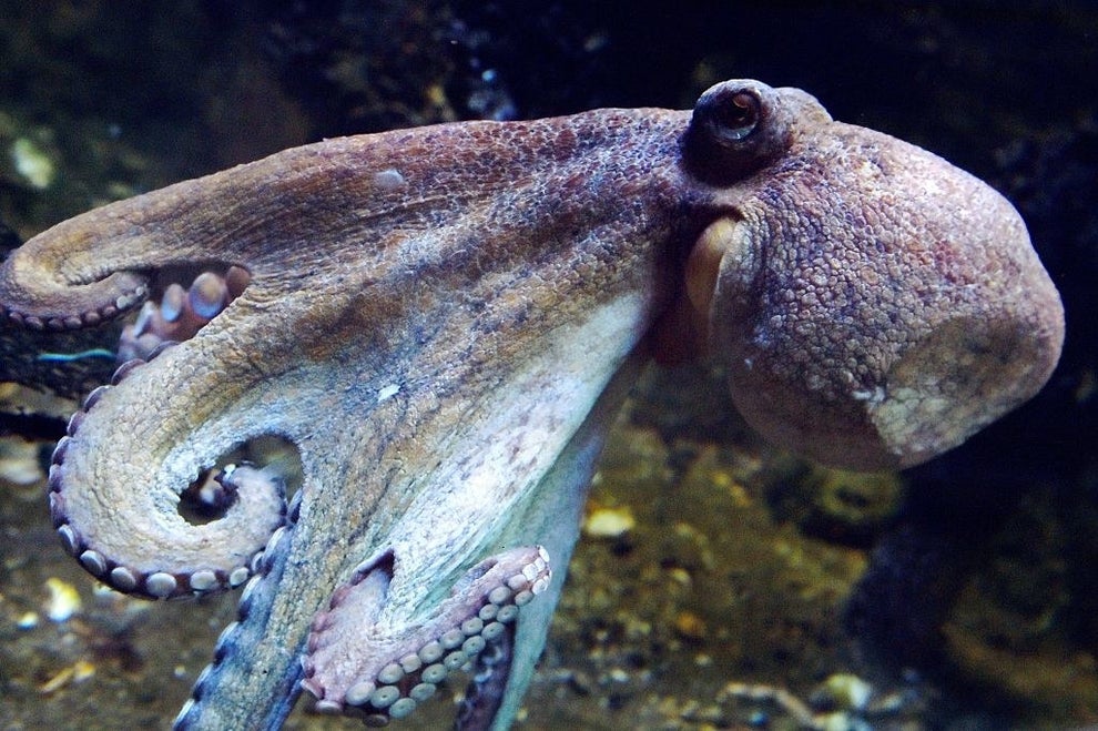 17 Facts About Octopuses That'll Straight Fuck You Up