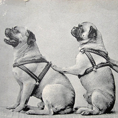 what dogs look like 100 years ago