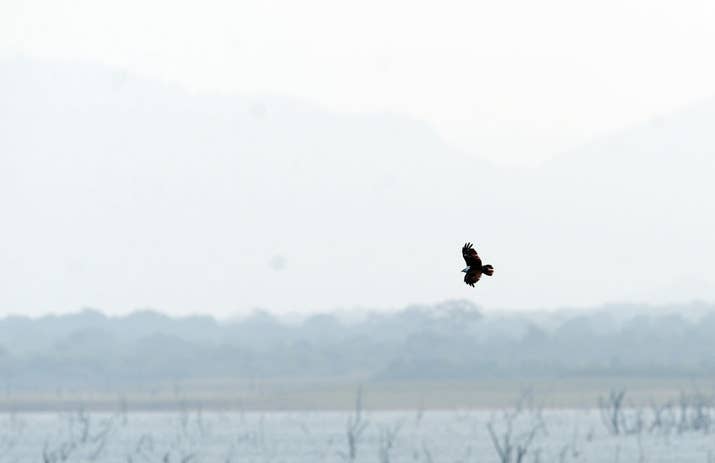 For the past 100 years, the town of Jatinga in Assam has seen thousands of birds inexplicably plunge to their deaths over a small patch of land that measures less than 3 k.m. in area. While many theories have floated around – including high altitudes and fog causing disorientation – scientists are yet to conclusively determine what makes Jatinga such a red zone for birds.