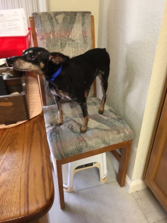 Andrews went to Front Street Animal Shelter and asked them to show her "the longest resident they had at the shelter and the one that kept getting passed over." Jake, a mixed-breed pooch with terminal cancer and skin and teeth problems, was that dog.