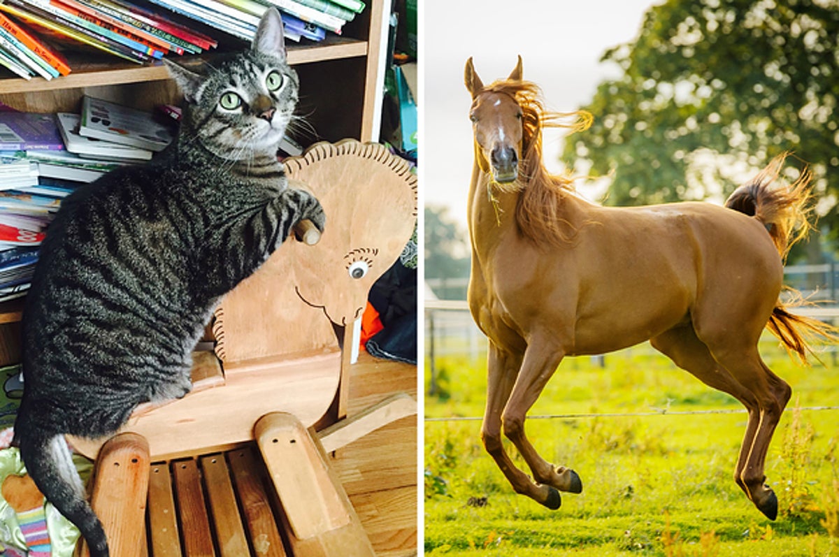 タイミングがばっちりすぎて笑える 奇跡の動物写真