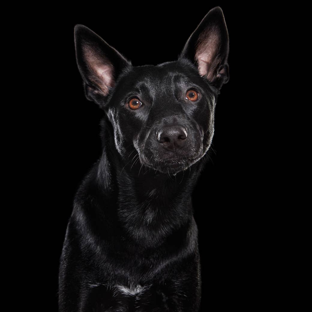 黒い背景 黒い犬 保健所で引き取られにくい黒い犬たち