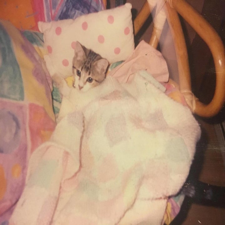 57 Before And After Photos Of Kittens That Will Melt Your Heart