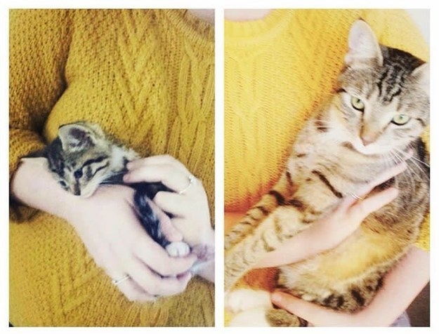 a kitten being held by a person in a yellow sweater; the same kitten grown up