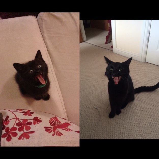 a kitten meowing; the same kitten grown up and meowing