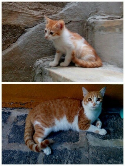 a kitten standing on stairs; the kitten grown up and sitting