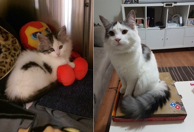 a kitten sitting with pillows; the kitten grown up and sitting on a pizza box