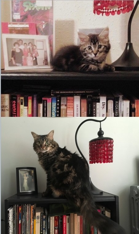 kitten on a bookshelf; kitten grown up into a cat and sitting on a bookshelf