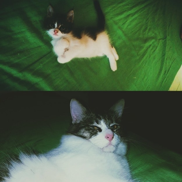 a kitten on green sheets; the kitten grown up