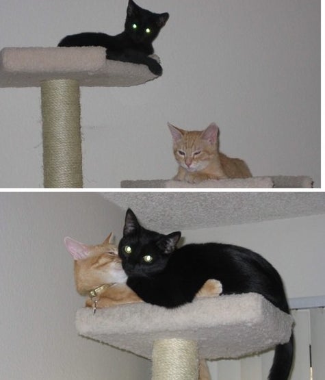 kittens on a cat tree; the two kittens grown up into cats cuddling on the tree