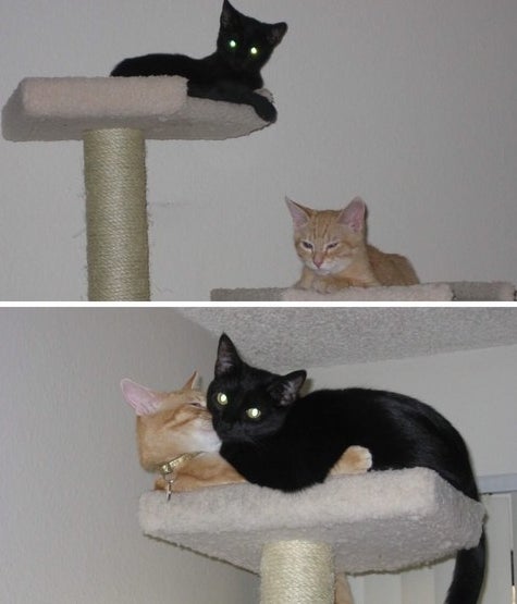 kittens on a cat tree; the two kittens grown up into cats cuddling on the tree