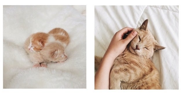 two day-old kittens cuddling; one of the kittens grown up