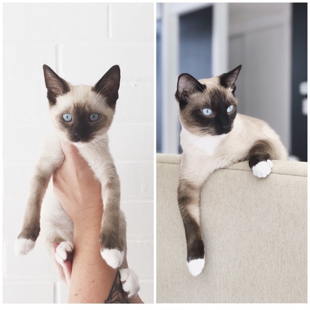 a Siamese kitten; the kitten grown up