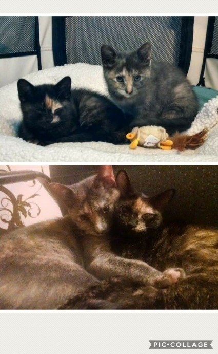 two kittens sitting together; the kittens grown up and cuddling