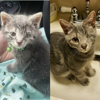 kitten with one eye; the kitten grown up