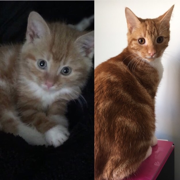an orange kitten; the same kitten grown up