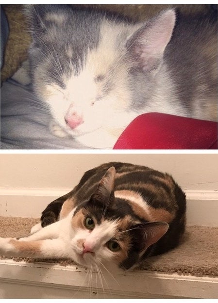 "Cali O’Malley is nine weeks in the first picture and five years in the second. Is she not just about the cutest darn cat ever? I’d be lost without her." – janessiamariep