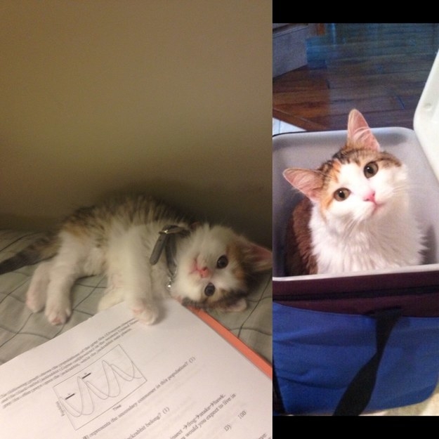 a kitten laying next to homework; the kitten grown up and sitting in a lunch box