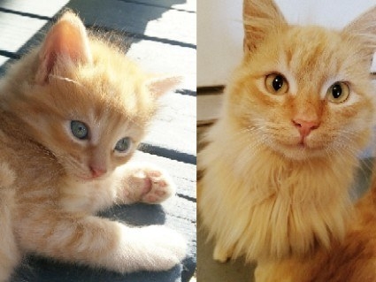 a kitten basking in the sun; the kitten grown up