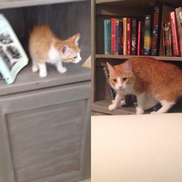 a kitten on a bookshelf; the kitten grown up and trying to get in the bookshelf