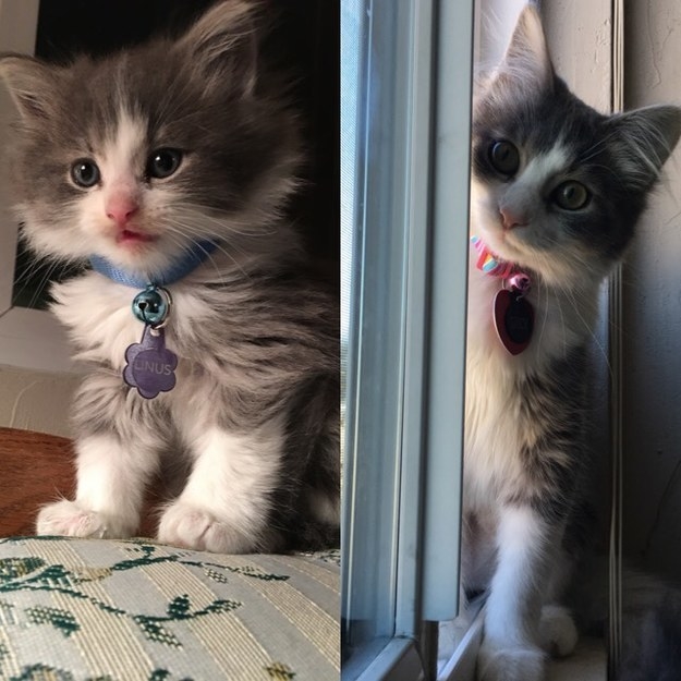 a very fluffy kitten; the kitten grown up with less fluff