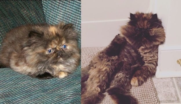 – alisons41238dbe9