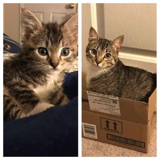 a kitten on a bed; the kitten grown up and sitting in a box