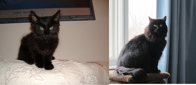 a small black kitten sitting on a couch; the kitten grown up
