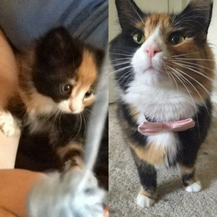 a multicolored kitten; the kitten grown up