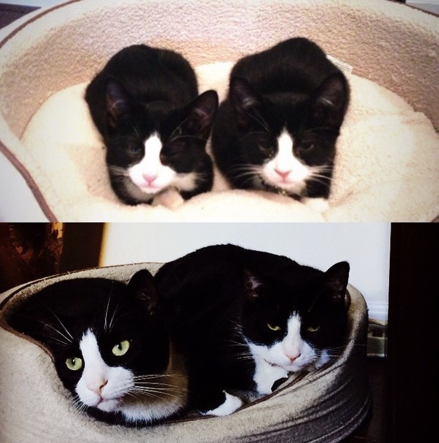 twin kitties; the kittens grown up