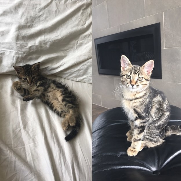 a kitten on a bed; the kitten grown up and hanging out on a couch