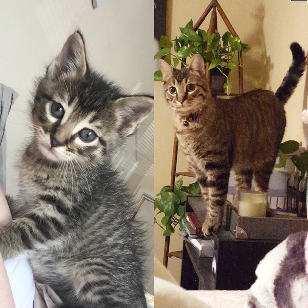 a kitten; the kitten grown up