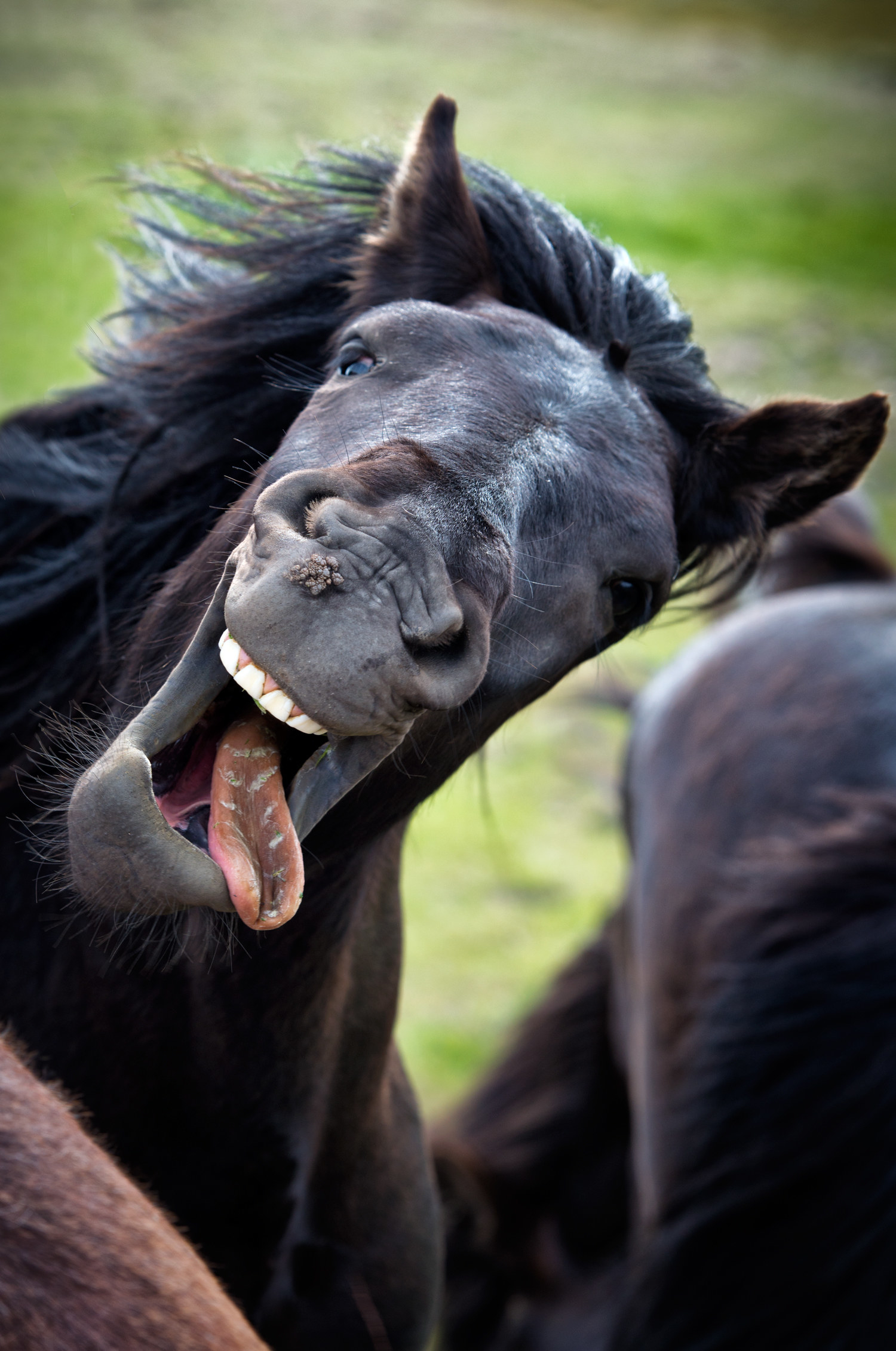 Забавный прикол. Смешные животные. Конь смеется. Лошадь смеется. Смешное животное.