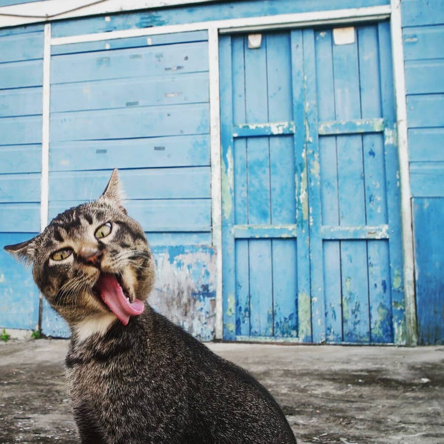 タイミングがばっちりすぎて笑える 奇跡の動物写真