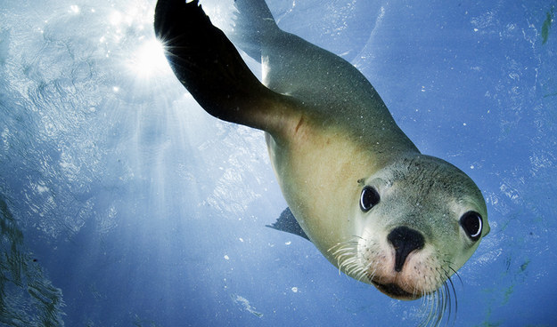 Australian Sea Lion