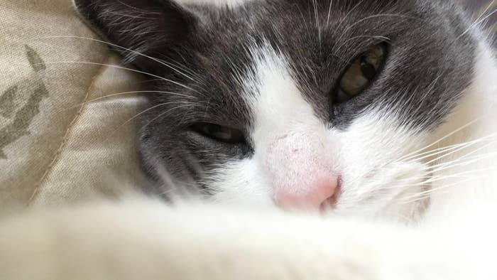 あるネコのやる気なさすぎる遊びに共感する人が続出