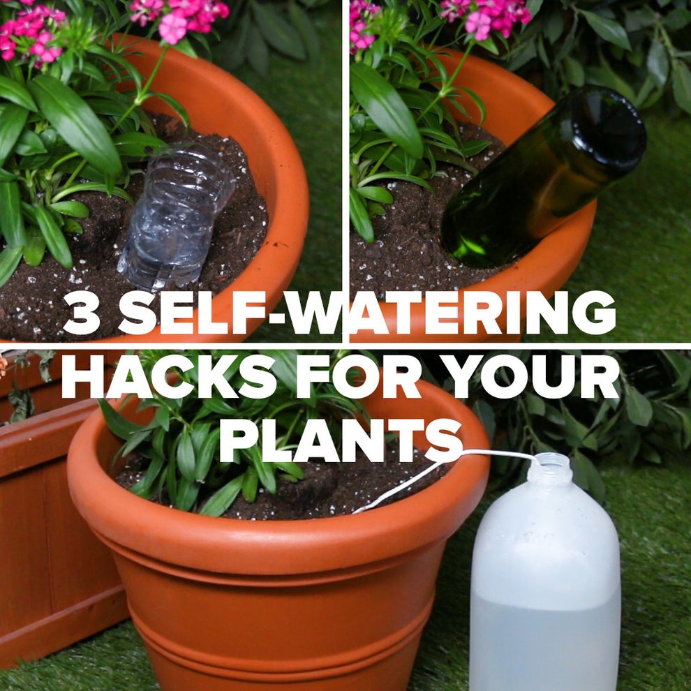 Keep Your Plants Happy And Hydrated With These 3 Self-Watering Hacks