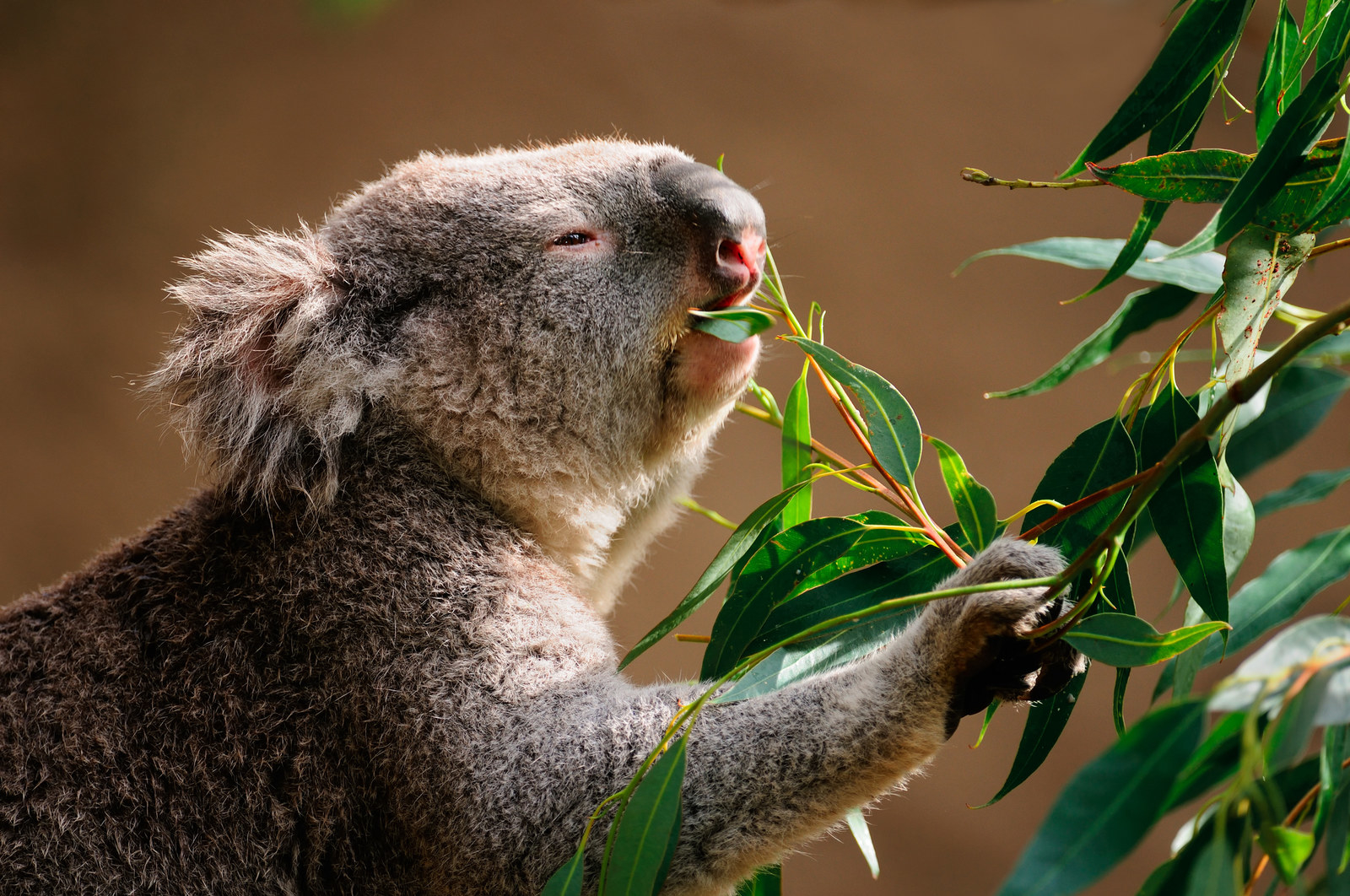 Koala Bear Eating Eucalyptus Leaves