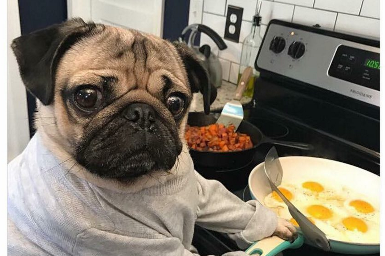 私たちのあるあるをパグが再現したらwww