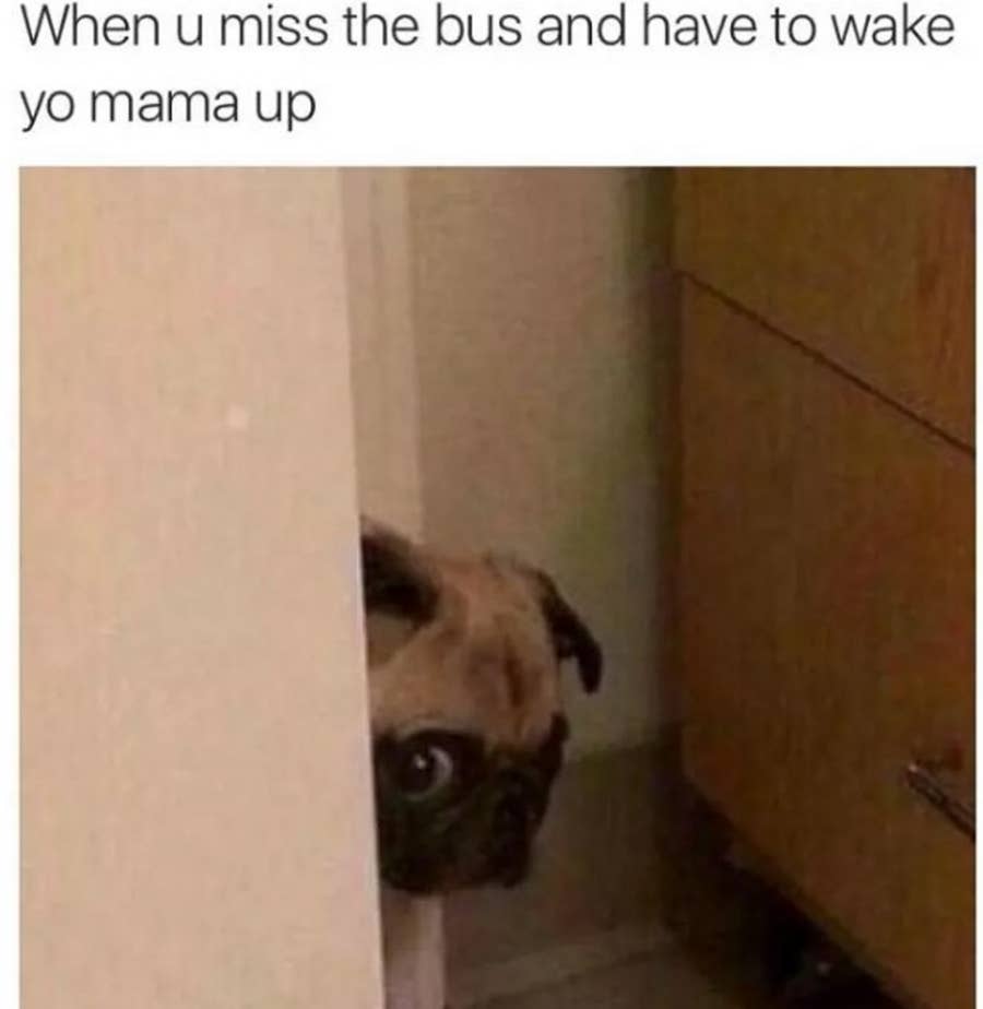 Comically Sad Pug Asking 'Where's My Treat?' Meme - Playground, image size:900x924