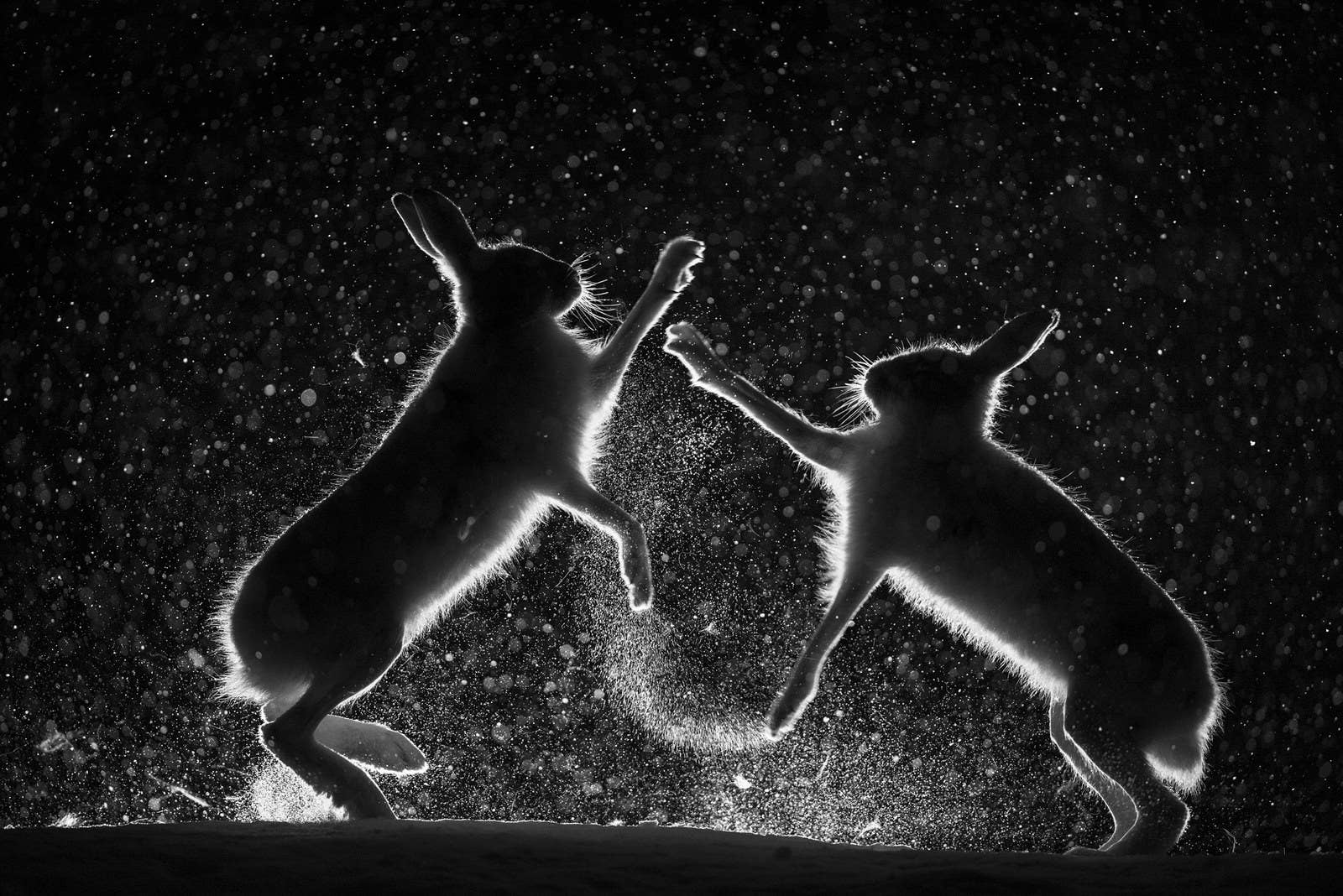 Mountain hares fighting during mating season in the mountain birch forest in Vauldalen, Norway. Photographer Erlend Haarberg spent freezing nights in a hide watching and waiting for the hares, and illuminated some areas with lamps, which he says didn't bother the hares at all. One night two hares began fighting over food, and Haarberg managed to capture it.
