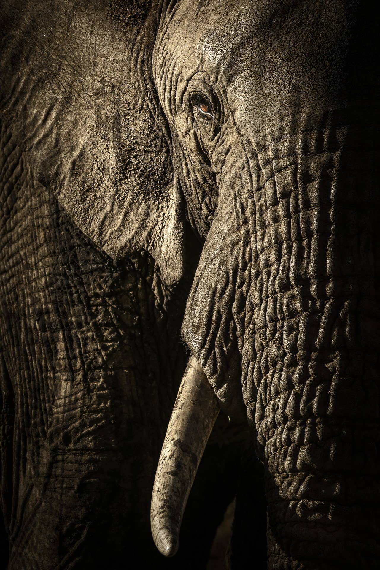 An elephant at dusk in Kenya’s Maasai Mara National Reserve. Photographer David Lloyd waited for the elephant herd to take their evening trek to a waterhole so he could take this photo of what is probably the matriarch of the group.