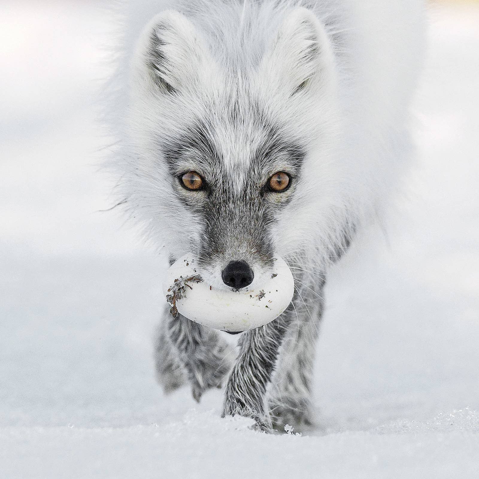 An Arctic fox with a snow goose egg on Wrangel Island in the Russian Far East. Arctic foxes take snow goose eggs and bury them in the tundra to tide them over once the geese have migrated south again.