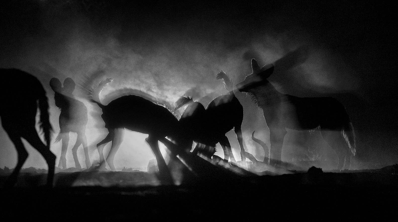 A pack of African wild dogs standing over a male impala they just brought down in Zimbabwe’s Mana Pools National Park. Photographer Greg du Toit lay in the sand as he aimed for a shot that revealed the pack "as a collective unit". The backlight in this photograph is actually a neighbouring camper's torch.