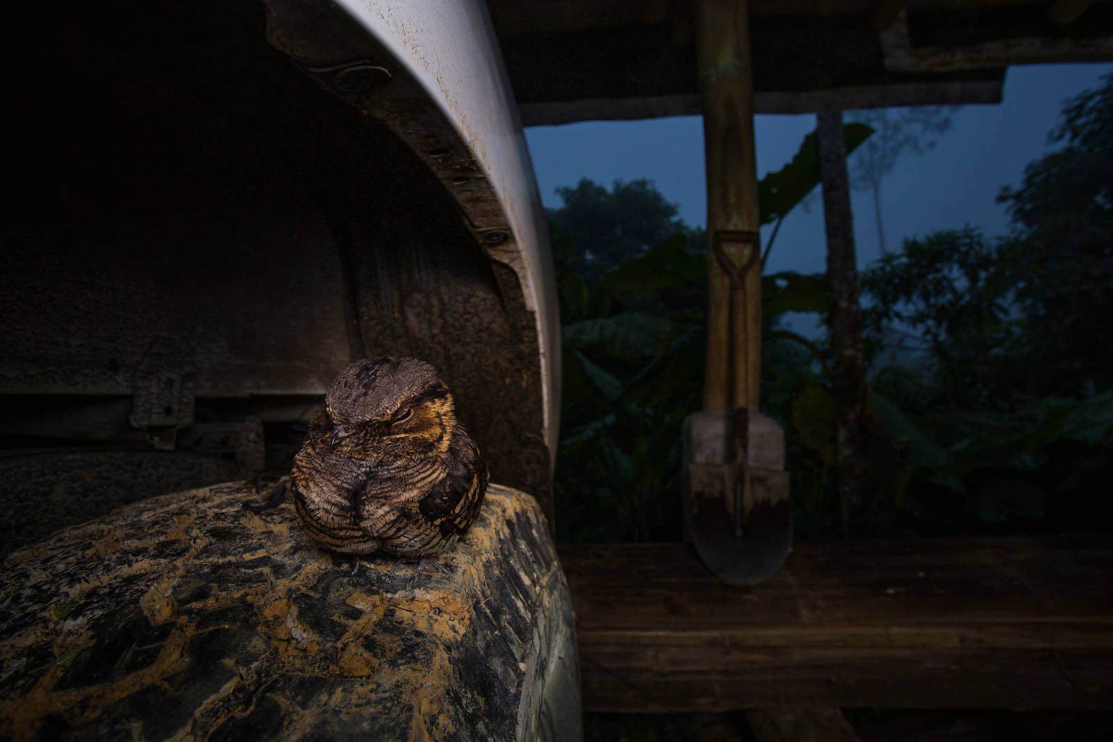 An Anthony's nightjar rests on a tire on a farm in Ecuador’s Jardin de los Sueños Reserve. Jaime Culebras was looking for frogs and snakes when he found the bird hunting insects around the farm. Before sunrise it settled on to the tyre and Culebras was able to get this shot.