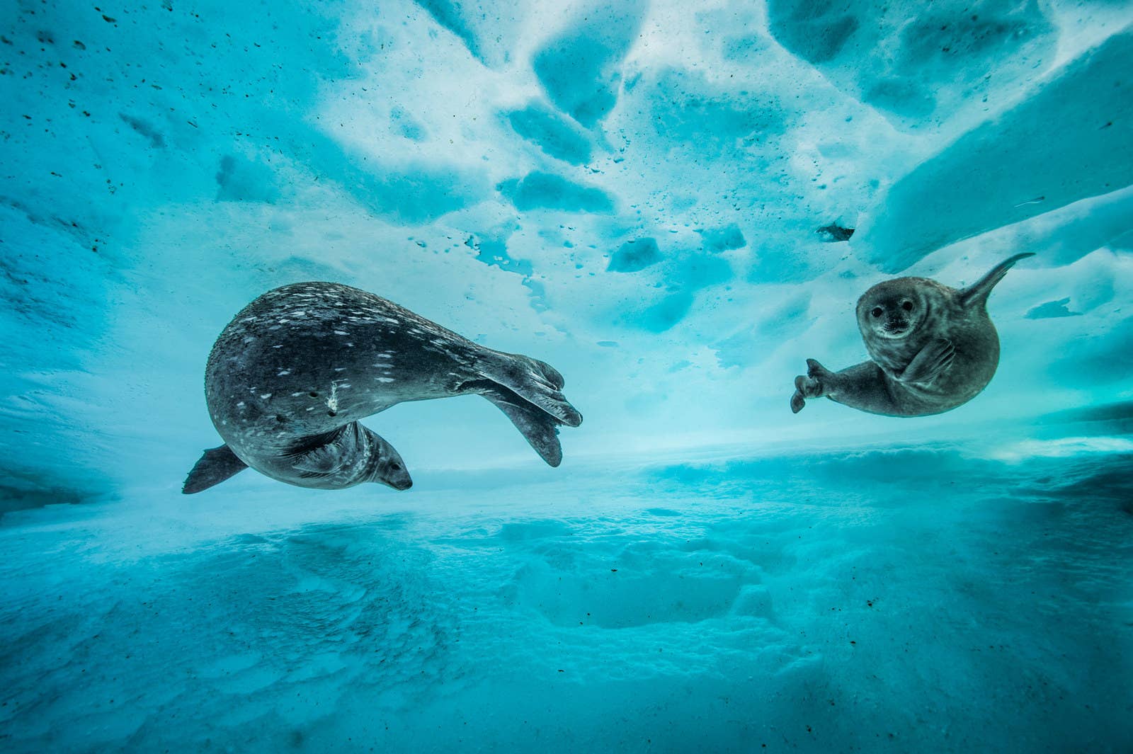 A Weddell seal and her pup in the icy water of east Antarctica. Weddell seals give birth on the ice and take their pups swimming after a week or two. Photographer Laurent Ballesta said: "They looked so at ease, where I felt so inappropriate."