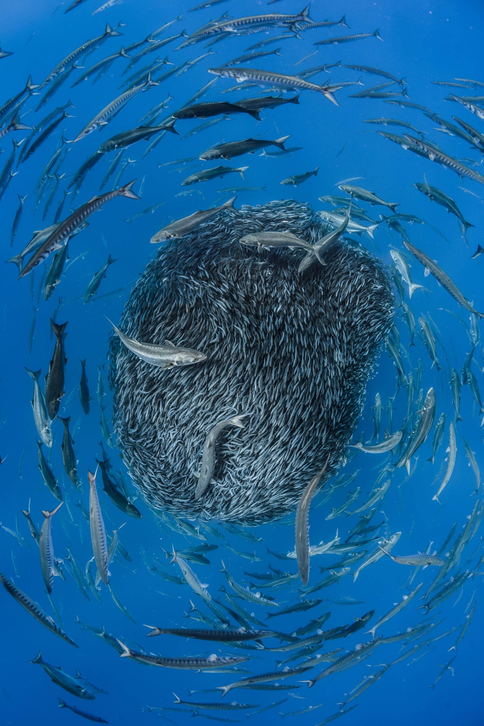 Top-down view of a school of Atlantic horse mackerel bunched up into a ball about five metres across, surrounded by predators including European barracudas and bluefish. "It was so dense that I could put my hand inside and catch fish," says photographer Jordi Chias Pujol.