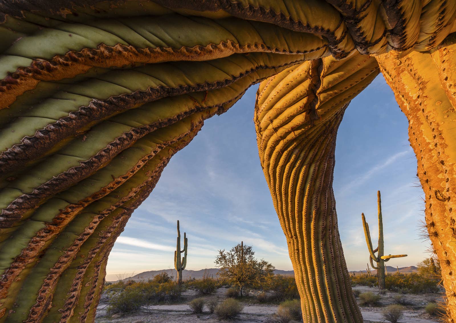 These saguaro cacti in the Sonoran Desert National Monument could be 200 years old. They're slow-growing, and their roots spread out far and wide underground. Jack Dykinga found one he could almost get inside of to take this photo showing the landscape at dawn.